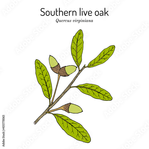 Southern live oak Quercus virginiana , state tree of Georgia photo
