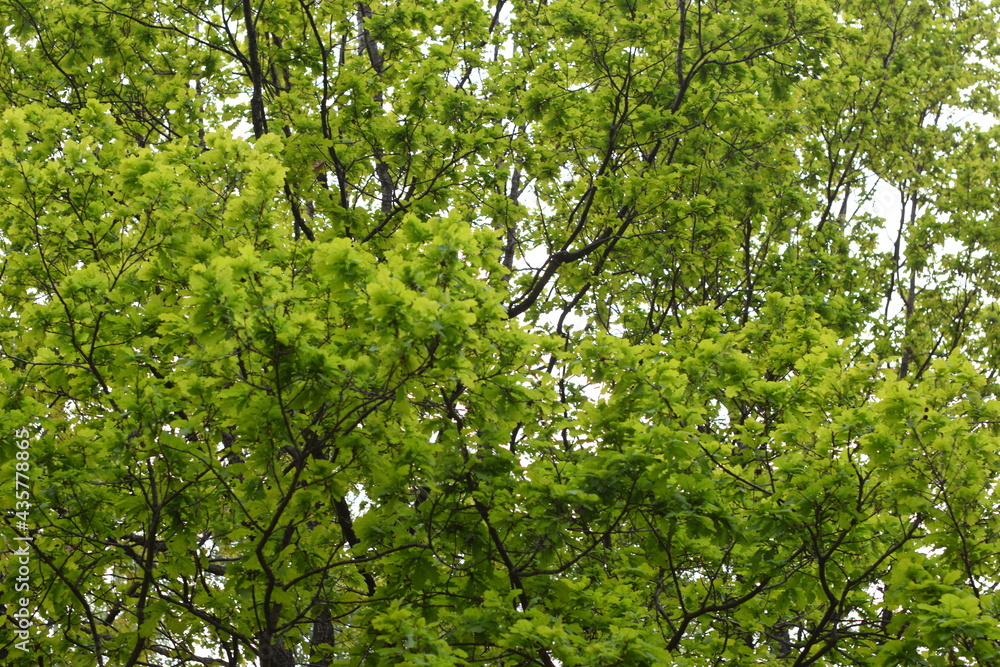 Fototapeta premium green leaves in the forest