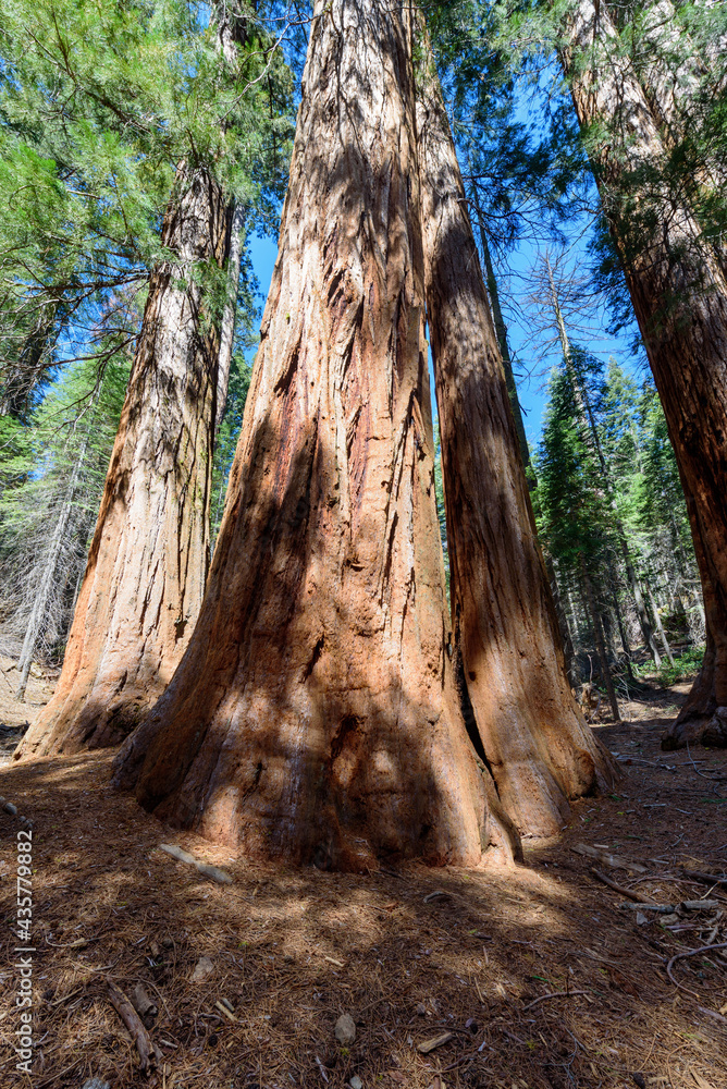 Giant Sequoia, Mariposa Grove Trees Yosemite National Park, California