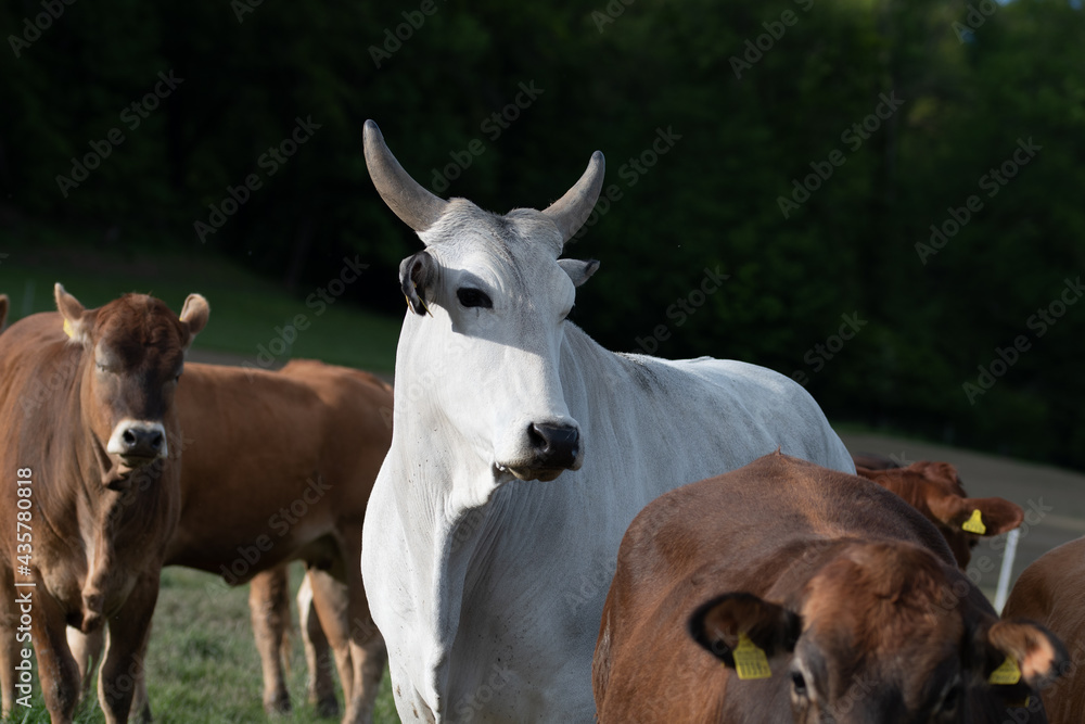 Vache blanche et ses amies brunes 2 Vache blanche et ses amies brunes 2