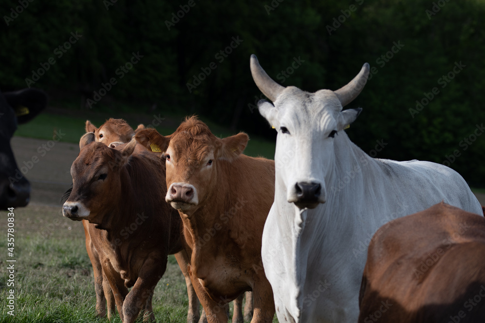 Vache blanche et ses amies brunes 1 Vache blanche et ses amies brunes 1