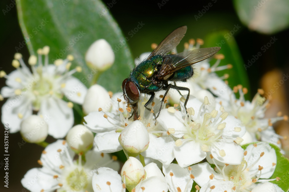 Common green bottle fly (Lucilia sericata) on flowers Common green bottle fly (Lucilia sericata) on flowers
