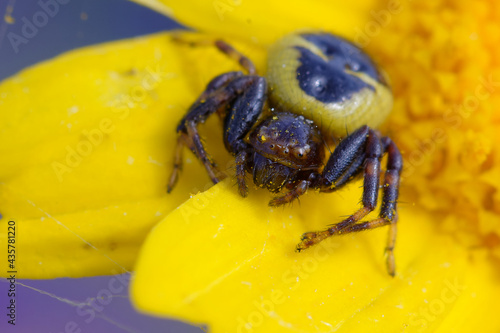 Female Napoleon Crab spider (Synema globosum) on a flower photo