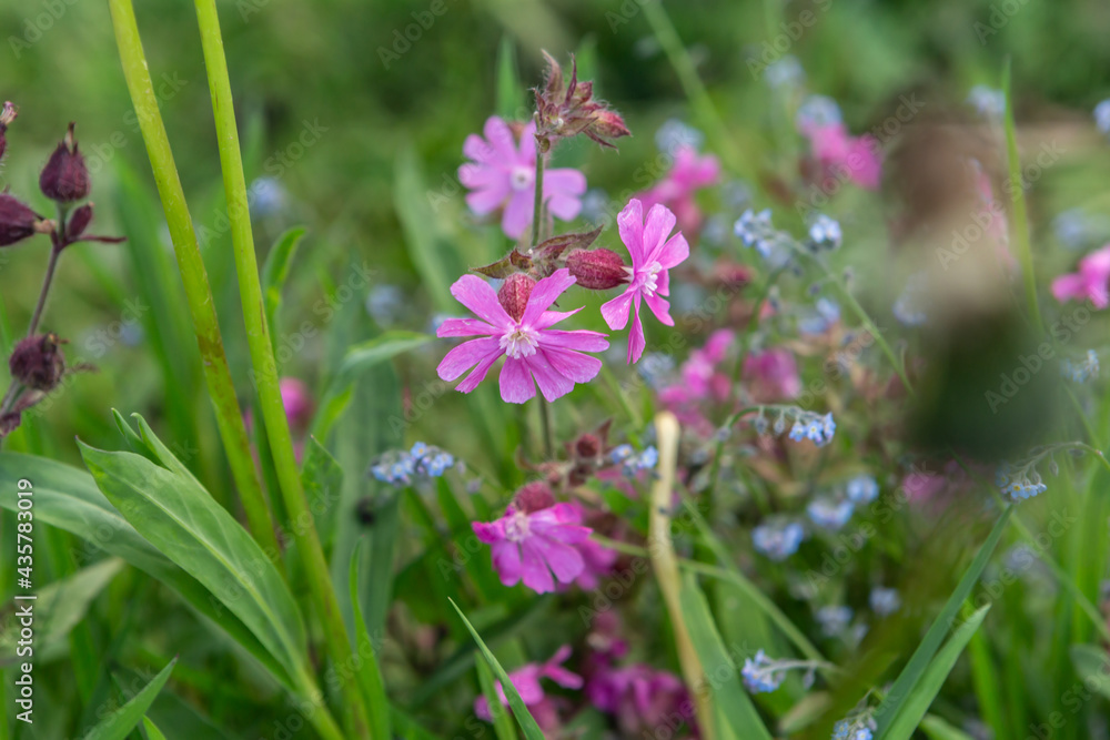 close up of wild dianthus, pink, with forget-me-not in the background, typical wildflowers in the forest close up of wild dianthus, pink, with forget-me-not in the background, typical wildflowers in the forest