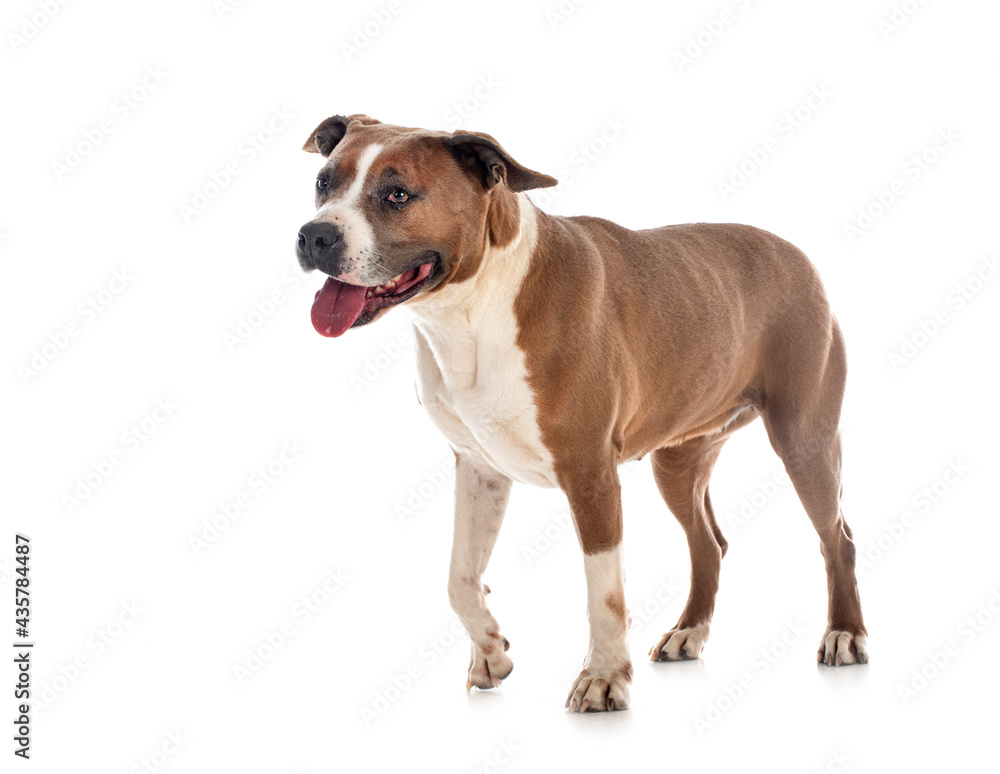 american staffordhire terrier