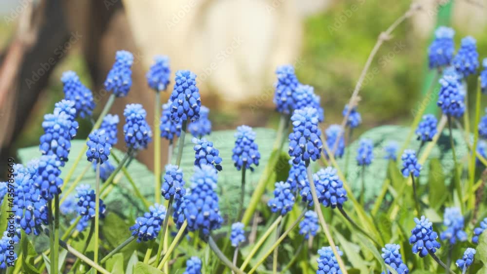 Muscari or mouse hyacinth. Blue spring flowers in the garden. Selective focus Muscari or mouse hyacinth. Blue spring flowers in the garden. Selective focus
