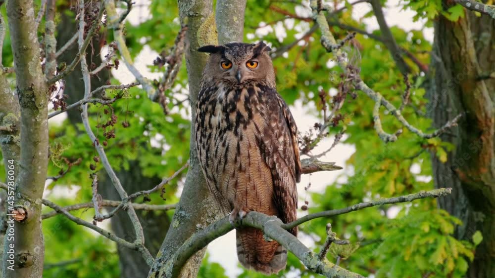Eurasian eagle-owl (Bubo bubo) sitting on a branch inside a tree, Heinsberg, North Rhine-Westphalia, Germany Eurasian eagle-owl (Bubo bubo) sitting on a branch inside a tree, Heinsberg, North Rhine-Westphalia, Germany