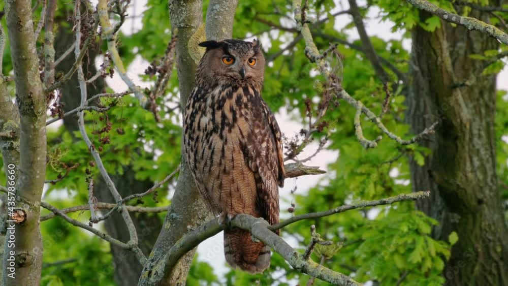 Eurasian eagle-owl (Bubo bubo) sitting on a branch inside a tree, Heinsberg, North Rhine-Westphalia, Germany Eurasian eagle-owl (Bubo bubo) sitting on a branch inside a tree, Heinsberg, North Rhine-Westphalia, Germany
