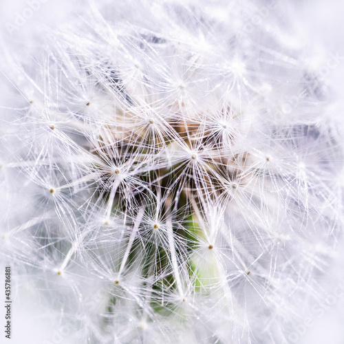 close up of dandelion seed head