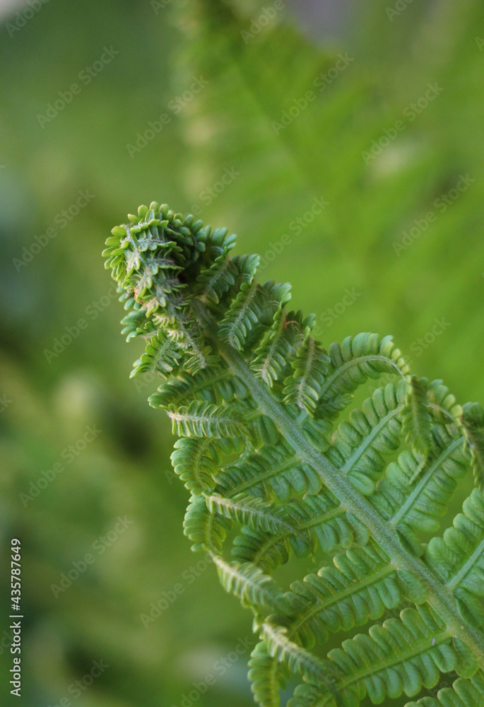 beautiful green leaves of a fern that bloomed in May