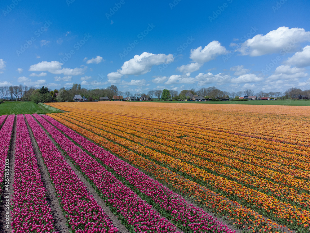 Orange and pink tulip flower fields in the Netherlands