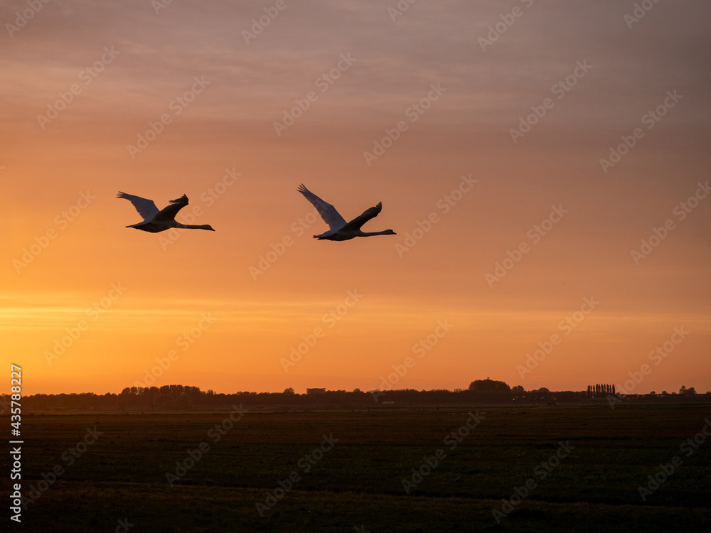 Geese flying in sunset during golden hour in Dutch landscape