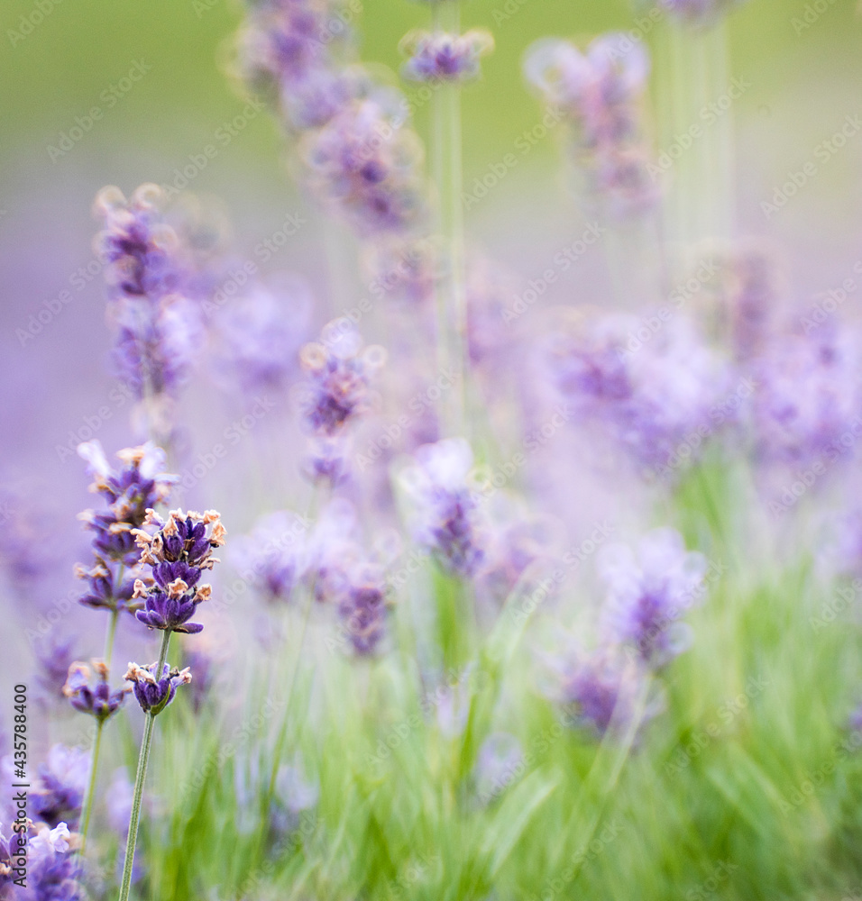 Naklejka premium 라벤더