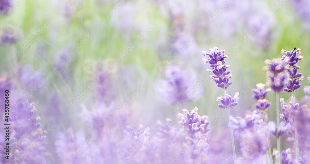 Obraz premium 라벤더