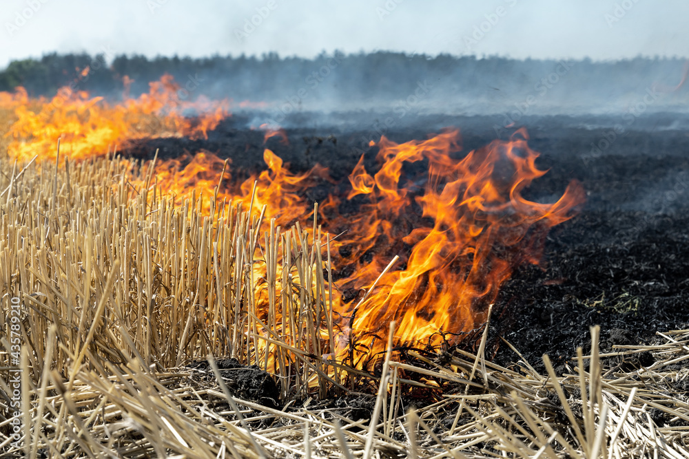 Wildfire on wheat field stubble after harvesting near forest. Burning dry grass meadow due arid climate change hot weather and evironmental pollution. Soil enrichment with natural ash fertilizer