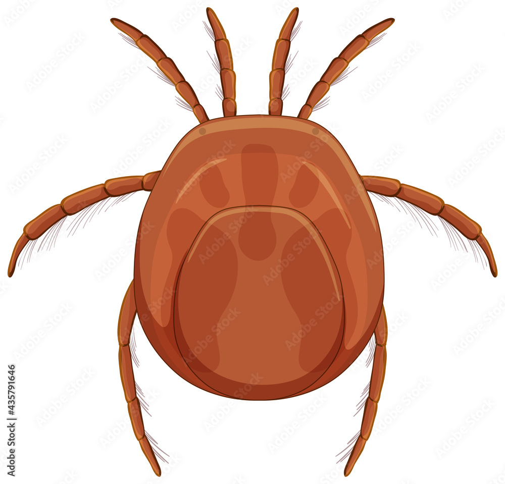Tick Rash Animation Tick blood parasite in cartoon style isolated on white background Stock ...