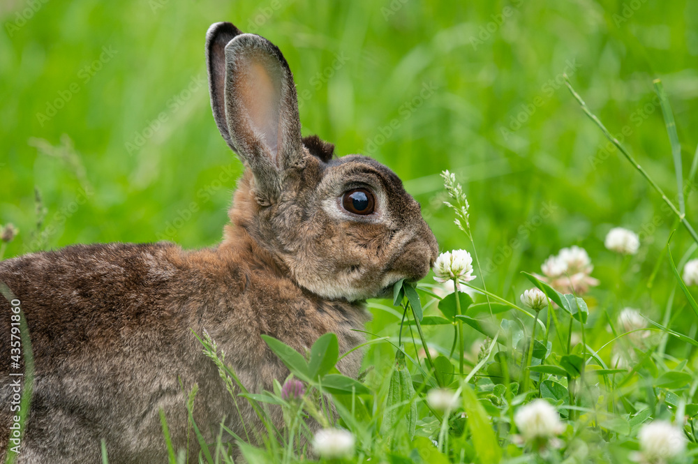 Fototapeta premium A brown cute dwarf rabbit in a green meadow