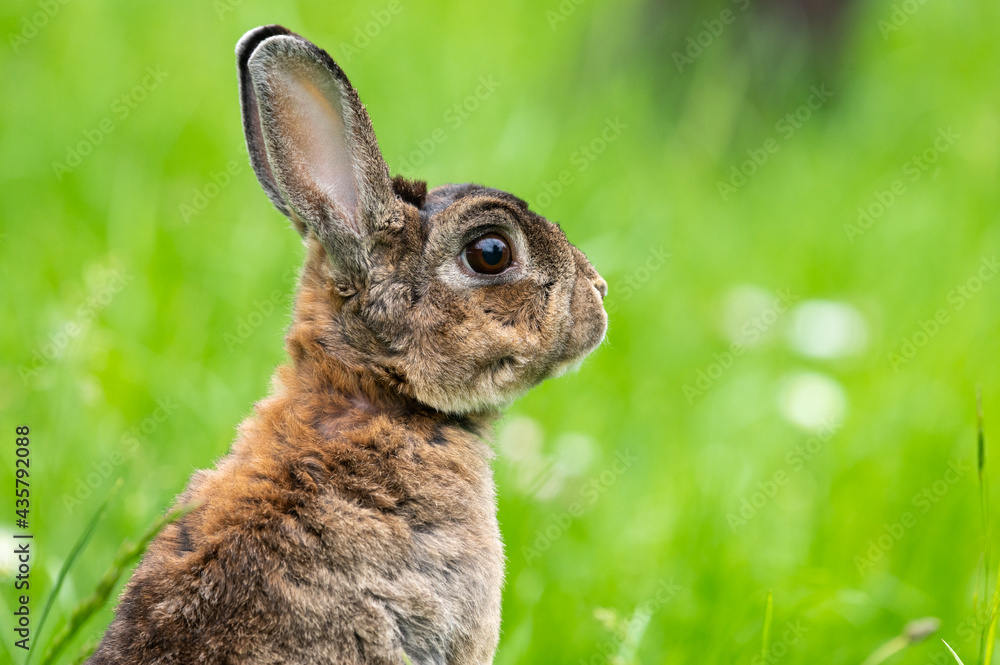 Fototapeta premium A brown cute dwarf rabbit in a green meadow