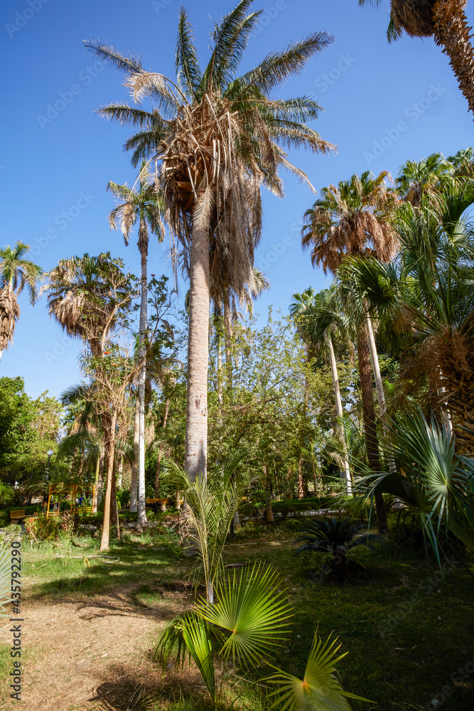 Fototapeta premium variety of plants from the Botanical Garden of Aswan Egypt