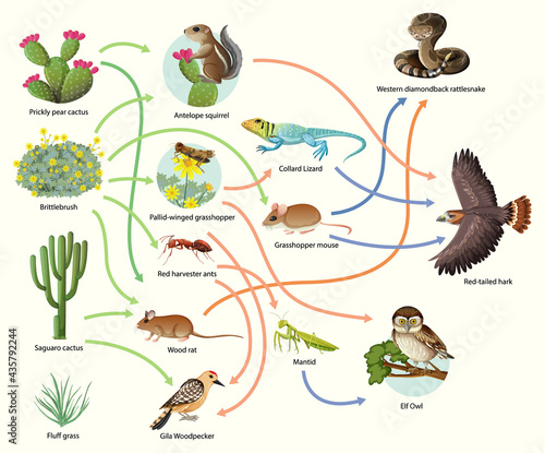 Diagram showing animal food chain on white background
