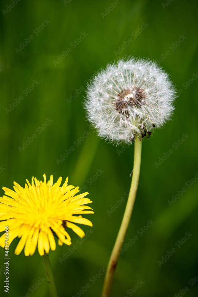 Wald, Blumen und mehr. Draussen ist es am schönsten. Wald, Blumen und mehr. Draussen ist es am schönsten.