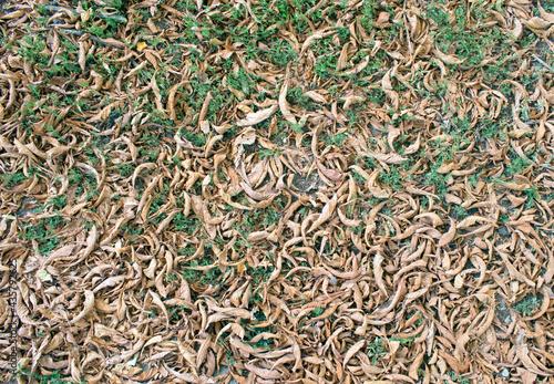 Faded light brown chestnut leaves on the ground. Autumn foliage background. Top view