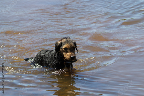 young male working lake land terrier swimming and retrieving in a river