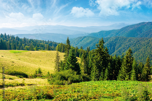 spruce forest on the hills. beautiful nature scenery of carpathian mountains. summer vacation and outdoor tourism concept. wonderful sunny weather