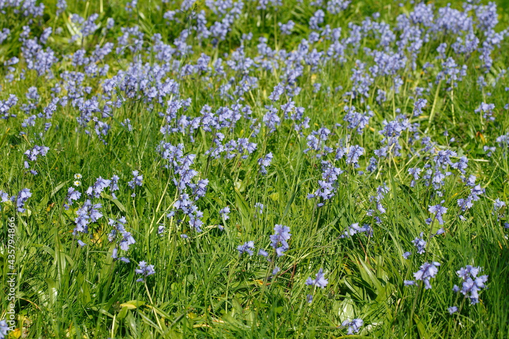 Glockenblumen auf einer Blumenwiese, Deutschland, Europa Glockenblumen auf einer Blumenwiese, Deutschland, Europa