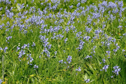 Glockenblumen auf einer Blumenwiese   Deutschland  Europa