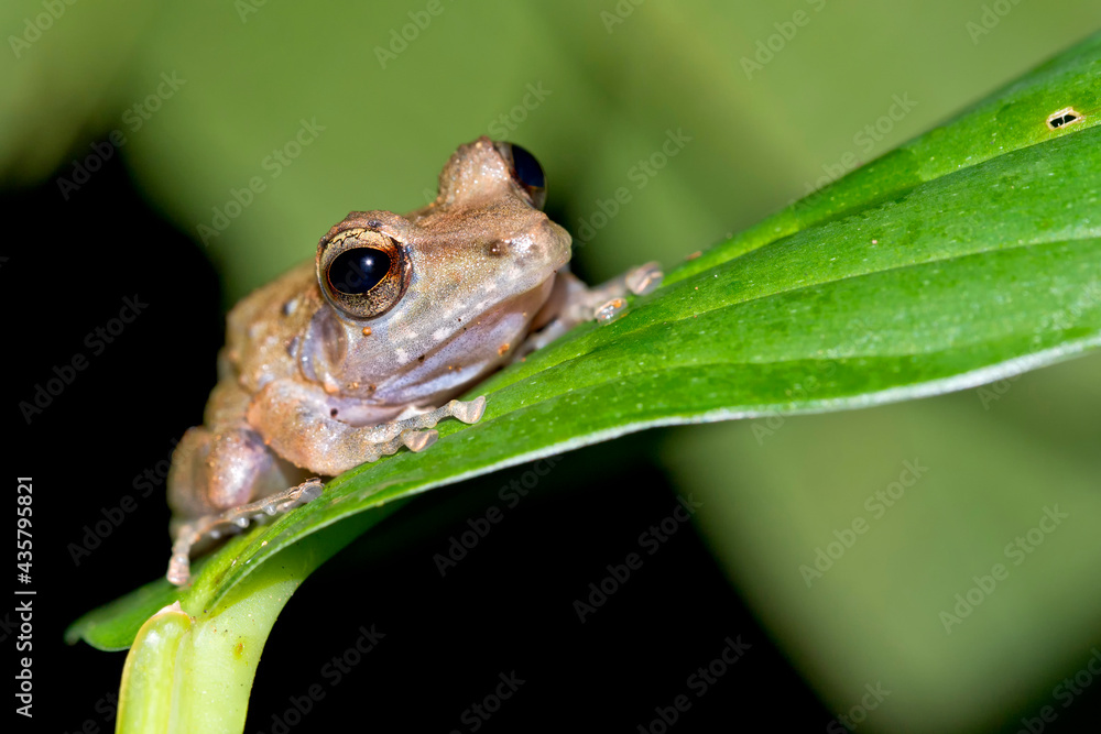 Obraz premium Tropical Frog, Tropical Rainforest, Corcovado National Park, Osa Conservation Area, Osa Peninsula, Costa Rica, Central America, America