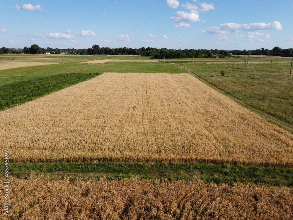 Ripe cereals on a farm field in summer, top view. Clear blue sky over the fields, landscape from a bird's eye view.