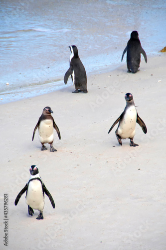 African Penguin  Spheniscus demersus  Boulders Penguin Colony  Table Mountain National Park  Cape Town  South Africa  Africa