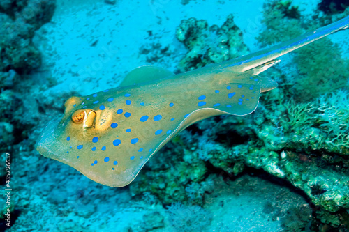 Blue spotted Ribbontail Ray  Taeniura lymma  Coral Reef  Red Sea  Egypt  Africa