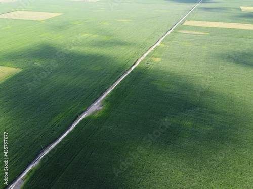 Extensive corn fields  top view. Green farm fields  landscape.