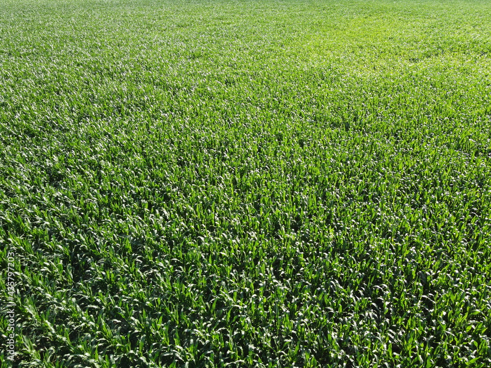 Extensive corn fields, top view. Green farm fields, landscape. Extensive corn fields, top view. Green farm fields, landscape.