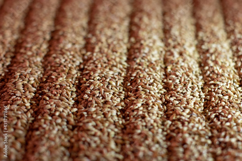 Barley grains in storage. Grain background, grain mass texture with rake traces Beer brewing ingredients. Beer background. Retro style. Beer brewing traditions.