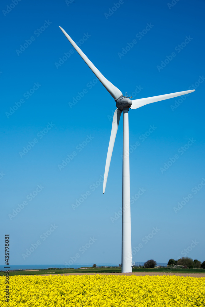 Wind turbine in a yellow flower field of rapeseed Wind turbine in a yellow flower field of rapeseed