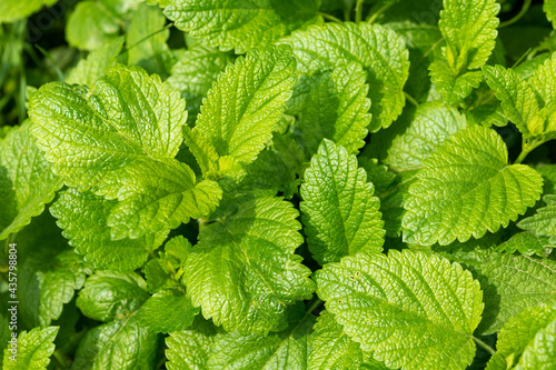 lemon balm