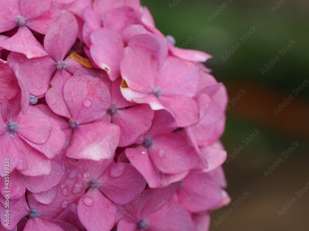 ピンクの紫陽花 ピンクの紫陽花