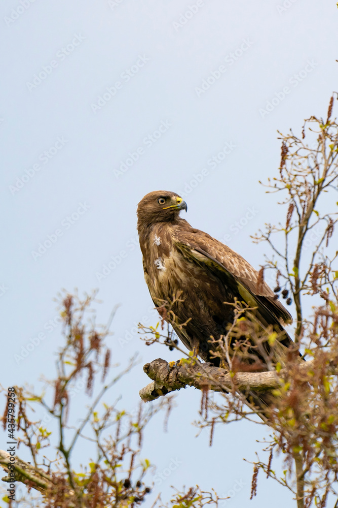 Impressive buzzard, buteo buteo, sitting on a branch in the spring with copy space. Dominant bird of prey is observing on a branch. Feathered animal with white and brown plumage. Blue sky, vertical