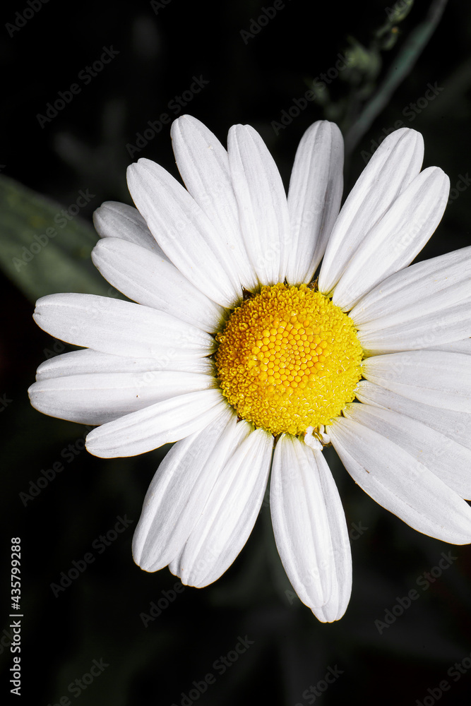 flower, nature, flowers flower, nature, flowers