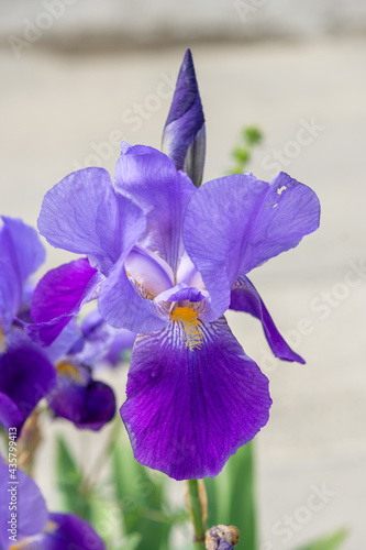 purple iris © Svetoslav Radkov