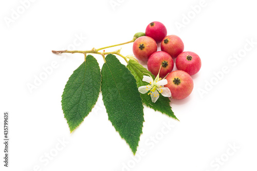 Jamaican cherry with pollen and leaves isolated on a white background, Fruits are red, sweet, round. This fruit has a variety of names such as Calabura, Jam tree, Malayan Cherry, West Indian Cherry.