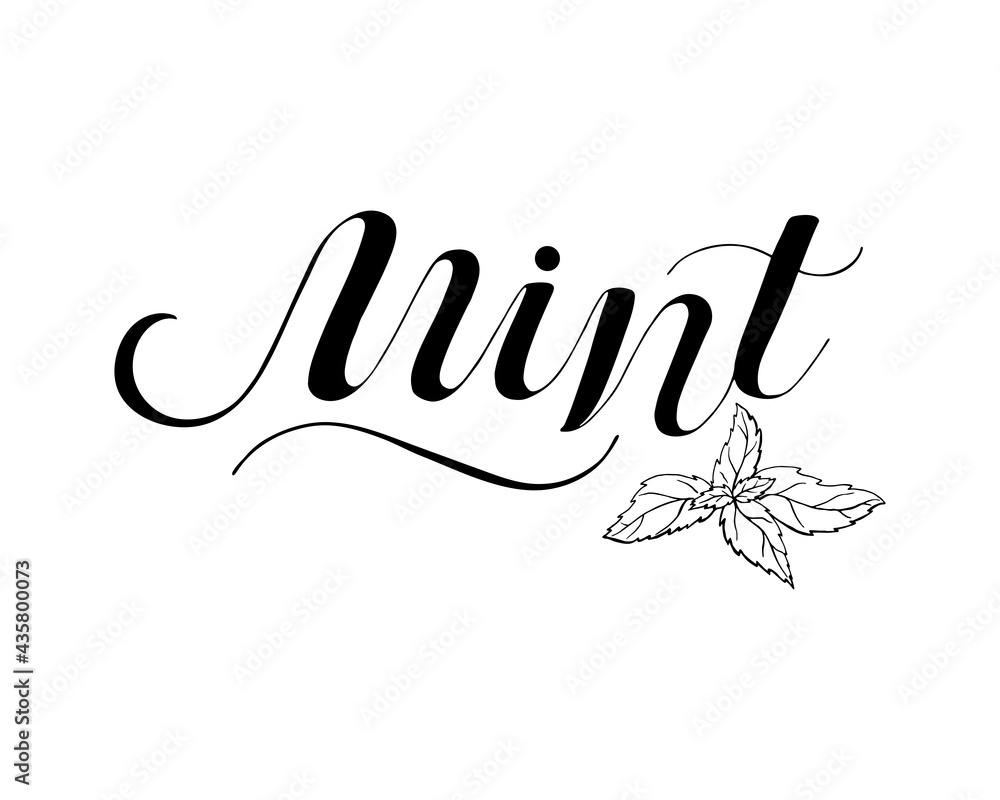 Mint Hand written Black script thin Typography text lettering and Calligraphy phrase isolated on the White background. Design of spice, ingredient, medicinal herb for label, tea, menu, logo. Mint Hand written Black script thin Typography text lettering and Calligraphy phrase isolated on the White background. Design of spice, ingredient, medicinal herb for label, tea, menu, logo.