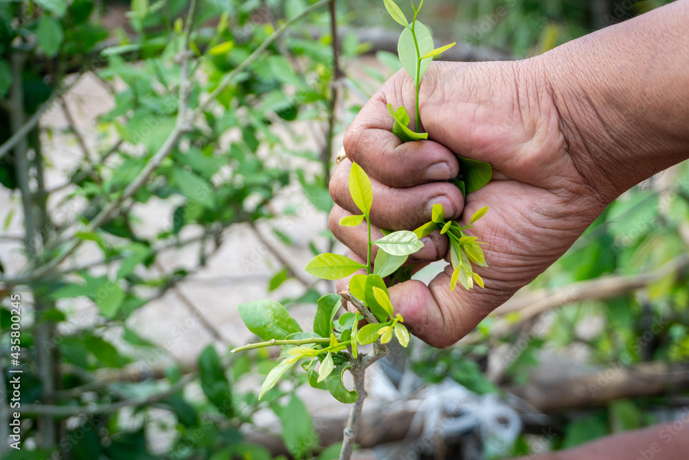 Hands are picking the tender shoots of vegetables, Gardener picking Melientha suavis Pierre. Hands are picking the tender shoots of vegetables, Gardener picking Melientha suavis Pierre.