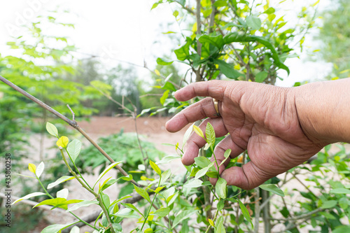 Hands are picking the tender shoots of vegetables, Gardener picking Melientha suavis Pierre.