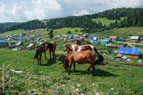 Group of horses pasturing on a beautiful hill next to a village in a valley