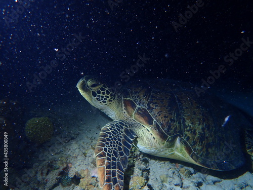 スポットライトを浴びる海亀 © Kon1nyaku