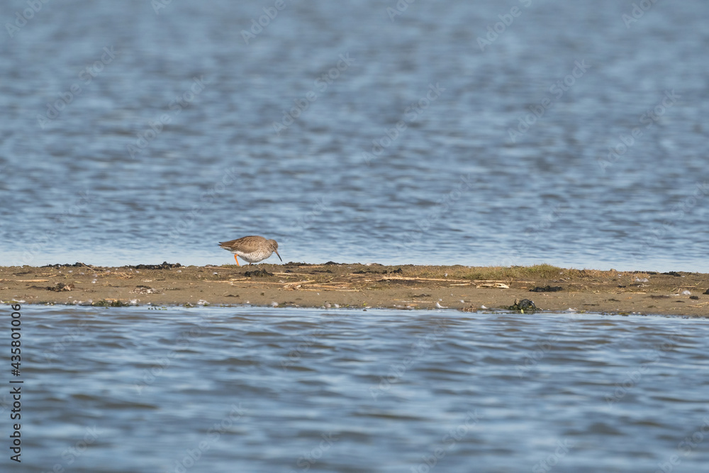 Redshank, Tringa totanus, walks on a sandbar. The bird is looking for food in the sand Redshank, Tringa totanus, walks on a sandbar. The bird is looking for food in the sand